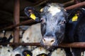 Cows in a stall barn. Cow on dairy farm eating hay Royalty Free Stock Photo