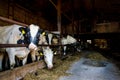 Cows in a stall barn. Cow on dairy farm eating hay Royalty Free Stock Photo