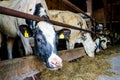 Cows in a stall barn. Cow on dairy farm eating hay Royalty Free Stock Photo