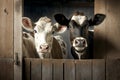 Cows at stall portrait on black backround. Cow on dark backround. Generative AI.