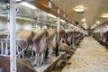 Cows in stalls in milking barn