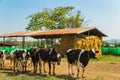 Cows stand in front of straw bale house against blue sky in the background Royalty Free Stock Photo