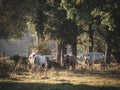 4 cows stand in the morning sunlight on a pasture Royalty Free Stock Photo