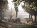 4 cows stand in the morning sunlight on a pasture Royalty Free Stock Photo