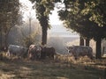 4 cows stand in the morning sunlight on a pasture Royalty Free Stock Photo