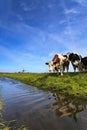 Cows standing at a ditch