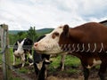 Cows Standing by Electric Fence