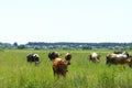 Cows Standing In Farm Pasture. Shot Of A Herd Of Cattle On A Dairy Farm. Nature, Farm, Animals Concept. Royalty Free Stock Photo