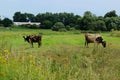 Cows Standing In Farm Pasture. Shot Of A Herd Of Cattle On A Dairy Farm. Nature, Farm, Animals Concept. Royalty Free Stock Photo