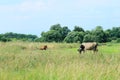 Cows Standing In Farm Pasture. Shot Of A Herd Of Cattle On A Dairy Farm. Nature, Farm, Animals Concept. Royalty Free Stock Photo