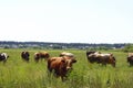 Cows Standing In Farm Pasture. Shot Of A Herd Of Cattle On A Dairy Farm. Nature, Farm, Animals Concept. Royalty Free Stock Photo