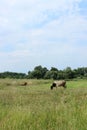 Cows Standing In Farm Pasture. Shot Of A Herd Of Cattle On A Dairy Farm. Nature, Farm, Animals Concept. Royalty Free Stock Photo