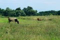 Cows Standing In Farm Pasture. Shot Of A Herd Of Cattle On A Dairy Farm. Nature, Farm, Animals Concept. Royalty Free Stock Photo