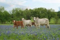 Cows Standing in a Field of Bluebonnets