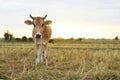 The cows Standing in the fields at sunrise and the beautiful sky