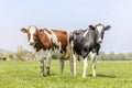 2 cows standing full length black red and white, upright side by side in a field, looking curious, multi color diversity in a Royalty Free Stock Photo