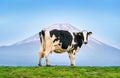 Cows standing on the green field in front of Fuji mountain, Japan