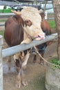 Cows standing on the ground. Traditional cow in asia