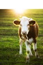 Cows standing on a pasture