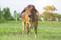 Cows standing in the rice field Royalty Free Stock Photo