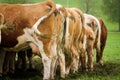 Cows standing in a row