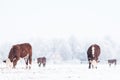 Cows standing in the snow