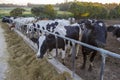 Cows standing in a stall and eating hay at sunset Royalty Free Stock Photo