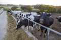 Cows standing in a stall and eating hay at sunset Royalty Free Stock Photo