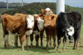 Cows standing together looking ahead Royalty Free Stock Photo