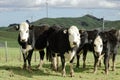 Cows standing together looking ahead Royalty Free Stock Photo