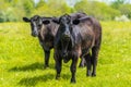 Cows standing warily in a field in Leicestershire Royalty Free Stock Photo