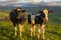 Cows staring at photographer at sunset Royalty Free Stock Photo