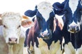 Cows staring with slobber and flies Royalty Free Stock Photo