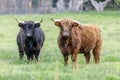 Miniature Scottish Highland cows grazing Royalty Free Stock Photo