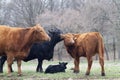 Cows on the farm in Oklahoma, Red and Black Angus Royalty Free Stock Photo