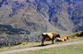 The cows in Stepantsminda town (Georgia)