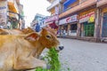 Cows in a street in Jodhpur, India Royalty Free Stock Photo