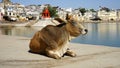 Cows in India Royalty Free Stock Photo