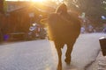 Cows on the streets of the holy city Rishikesh, India