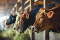 Cows stuck in a stall eating hay, group of cows in a barn Royalty Free Stock Photo