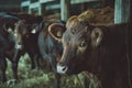 Cows stuck in a stall eating hay, group of cows in a barn Royalty Free Stock Photo