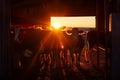 Cows stuck in a stall eating hay at sunset, group of cows in a barn Royalty Free Stock Photo