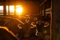 Cows stuck in a stall eating hay at sunset, group of cows in a barn Royalty Free Stock Photo