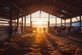 Cows stuck in a stall eating hay at sunset, group of cows in a barn Royalty Free Stock Photo