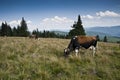 Cows on a subalpine meadow Royalty Free Stock Photo