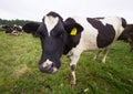 Cows on summer field