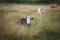 cows at summer green field with a beautiful blue sky with clouds Royalty Free Stock Photo