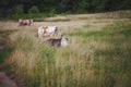 cows at summer green field with a beautiful blue sky with clouds Royalty Free Stock Photo