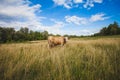 cows at summer green field with a beautiful blue sky with clouds Royalty Free Stock Photo