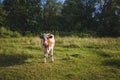 cows at summer green field with a beautiful blue sky with clouds Royalty Free Stock Photo